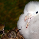 Mice and a baby Tristan Albatross on Gough Island, a remote British territory in the South Atlantic Ocean.